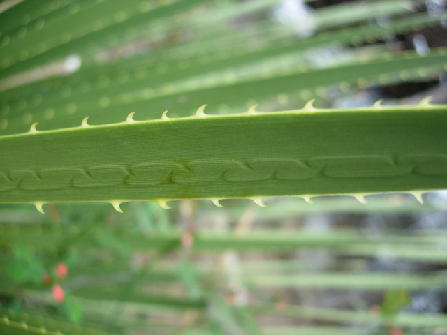 Dasylirion leaf
